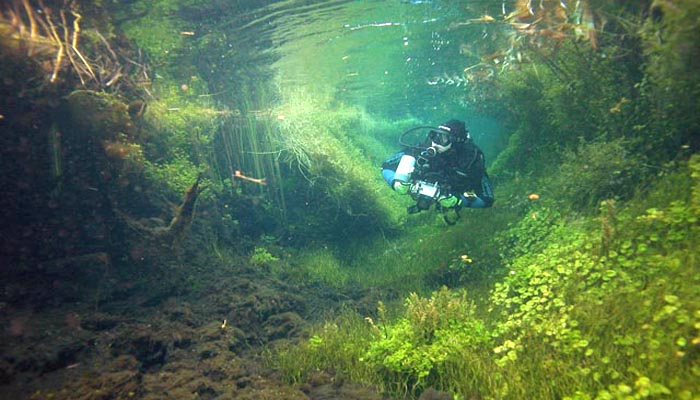 Ewens Ponds